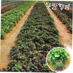 봉팔형님 밤고구마모종 1단 고구마순 해남 토종 신품종 : 씨유니
