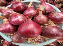 전남 황토골 무안 자색양파 중대혼합 5kg : 동글이상회