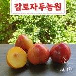 의성 햇 자두 후무사자두 1.75kg 3.5kg 산지직송 GAP 저탄소 : 감로자두농원