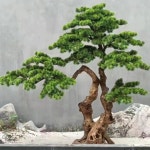 소나무 인조 나무 인테리어 높이1m x 소나무 인조 폭1.2m 공간 조화 정원 대형 인공 : 슈퍼퓨처마켓