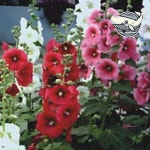 활짝 자연 씨앗 정원 핀 야생화 꽃씨 접시꽃 핀접시꽃lmn906 : 셀리스트샵T