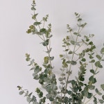 유칼립투스 폴리안 블랙잭 파블로 구니 생화 인테리어 카페 꽃택배 그린 소재 : 식물한잔