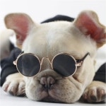 반려견 선글라스 강아지 패션 안경 산책 외출 7컬러 : mymshop