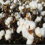 다양한두께 다양한사이즈 신장 침구 이불솜 위구르 목화솜 : 몽스페이스