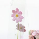 코스모스 Pink 스티키리프 꽃잎 점착 메모지 디자인 손편지 다이어리 다꾸 : 지엔문구