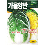 가을양반 2000립 다나 25년 김장씨앗 배추씨앗 : 제일농약사