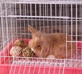 애완 동물 씹는 땋은 공 기니피그 토끼 햄스터 작은 놀이 대화형 잔디 1. B : 오더박스18호점