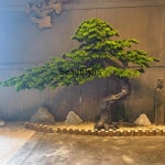 대형 나무 모형 시뮬레이션 된 환영 소나무 모델링 뿌리 조각 조경 중국 호텔 로비 쇼핑몰 조경G4567 : K무역