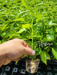 미생물과 톱밥퇴비로 키워 더욱 맛있는 송골샘이네 2026년 국산 햇고춧가루(1kg) 8/10이후 순차배송 : 송골샘이네