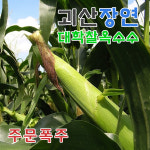 국산 원조 괴산 대학 찰옥수수 미백 흑찰 생 깐 냉동 : 괴산농장