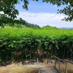 느티나무 중묘 3년생 R2.5~3.5 묘목 나무농사 조경수목 공원 수목판매 : 나무방위대