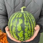 하우스 수박 5kg 내외 : 쇼핑엔티