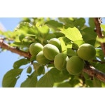 향수농원 매실나무 청왕매실 천매 접목1년생 묘목 : 어거스트t