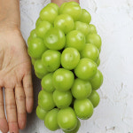 망고포도 샤인머스켓 특상품 1.5kg 내외 2수 : 웰빙하우스특가