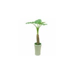 알로카시아(g0200) 축하화분배달 개업 거실 집들이 선물 인테리어식물 : 스카이바자