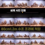 크래싱 황호석 수조 장식소품 어항 어항유목 제품 1. 50-60 F7980 (돌) : 글로벌톡
