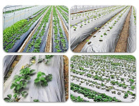 농업용 반사필름 포도 과수원 비닐하우스 온실 사과 과일 원예비닐 농사용 사과반사필름 필름 : HoonCommerce