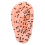 귀 경혈 모델 영역 압력 포인트 학습 인간 침술 1. 1pcs : 딜리벌월드7호점