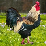 동물 야외 장식 평면 아크릴 정원 지면 플러그 큰 눈 개구리 다람쥐 고슴도치 조각상 1. SCD618 13.4x20cm : 딜리벌월드8호점