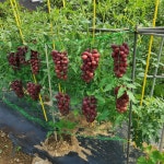 농사 식물 네트 다용도망 : 리치sister