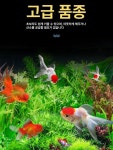 촬영용 아크릴 수조 촬영 어항 콘텐츠 광고 포토 수족관 스튜디오 투명 프리미엄 2-3cm 10마리 4마리 : 고르당상점