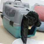 통풍잘되는켄넬 강아지 간편 손잡이 외출 이동장 병원 1P 켄넬 민트 : 해피-다올M