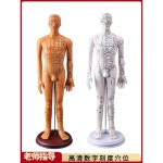 한의원 마네킹 모형 침술 경혈 지도 미용 모델 수련용 한의학 버너 : 파이브에스글로벌