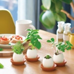 플랜테리어 씨앗 식물 달걀화분 관찰학습키트 가정용 DIY세트 어린이집 원예DIY 모종 : 티티루