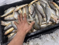 생물 목포 참조기 특대 대 중 소 선물세트 가정용 조기 구이 매운탕 : 어르미유통