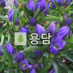 용담 지피식물 트루블루 15cm 포트묘 : 경동원예