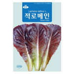 청농 적로메인 씨앗 로메인 씨 3000립 : 농세권