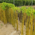 회화나무 황금회화나무 묘목 접목 특묘 노지월동 정원수 조경수 A01 : 그린일상