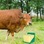 사료 여물 통 가축 농장 목장 송아지 밥 배식 거치대 염소 미네랄 피더 내구성 먹이 상자 말 소금 핥기 블록 랙 동물 장치 도구 : 물오름겸