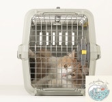 브룩상점 모데르나 더블도어 이동장 XS 5kg 이하 강아지캐리어 애견켄넬 반려견켄넬 : 브룩상점