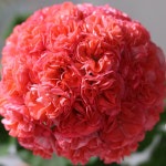 예쁜제라늄 K, 봄노을, 뽀롱마미작품, 왕꽃볼 한국제라늄 농장직송 모종 : 예쁜제라늄농장