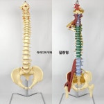 척추 시뮬레이션 요추 병원 학교 수업 신체 교육용 모형 구조 한의원 뼈 : 행복이네1
