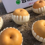 25년 나주 아산 햇 배 신고 원황 화산 배 2kg 7.5kg : 봉이네농장