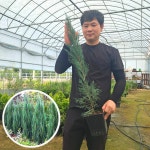 푸른묘목농원 블루엔젤 80cm전후 : 푸른묘목농원