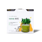 코코브라운 지구사랑 재배세트 (파릇파릇 보리) (고양이 캣닢) : TO ME