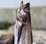 속초 바다에서 반건조 코다리 명태 깔끔이 코다리조림 찜 깨끗이 손질한 명태 : 바다에서.