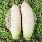 강원도 고랭지 무 2.5kg : 지투지샵