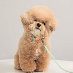 반려동물 컬러 방수 목줄리드줄 : 파스텔펫