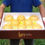 [2/2월순차출고][햇살가득]명품 나주 신고배 선물세트 7.5kg 11~13과 : 한국농수산 스토어