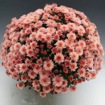 어린모종 가을국화 브란파운틴 살몬(가든멈)   8cm분 4개 : 신가네