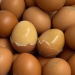 탱글탱글 맥반석 구운계란 구운란 대란 2판 / 60구 HACCP 탱글탱글 맥반석 구운계란 구운란 대란 2판 / 60구 HACCP인증 : 씨유니마켓