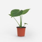 몬스테라 소형 모종 (1+1 ) 남천 소품 공기정화식물 (1+1 무료배송) : 씨유니마켓