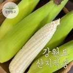 강원도 횡성 고랭지 찰옥수수 특품 10개 강원도 횡성 고랭지 찰옥수수 특품 10개 무료배송 : 씨유니마켓