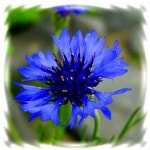 꽃씨_야생화 수레국화-블루  1kg : 신가네