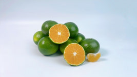 제주 노지 극조생 감귤 로얄과 25년 첫 출하 2.5kg 4.5kg 9kg : 오늘도Farm