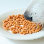 뽀뽀제과 노즈워크 강아지 저칼로리간식 4종 (당근 산양유 클로렐라 킁킁볼 블루베리쌀껌) : 뽀뽀제과 BBOBBO